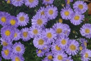 Autumn Flower Display