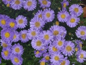 Autumn Flower Display